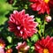 Side view of a bright pink magenta dahlia in the morning sunshine.