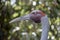 This is a side view of a brolga