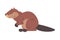 Side View of Brown Beaver, Wild Rodent Mammal Animal Cartoon Vector Illustration