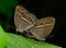 Side view of brown butterfly (Mycalesis perseus)breeding on