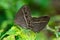 Side view of brown butterfly (Mycalesis perseus)breeding on