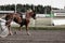 Side view of brown horse with 3 number carrying a carriage at horse riding race