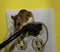 Side view of a brown house mouse straddling two wires in an electrical outlet.