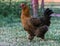 Side view of Brown Leghorn hen pullet walking across farmyard