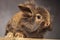 Side view of a brown lion head rabbit bunny sitting