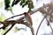 The Side View brown Scaly-breasted Munia Lonchura punctulata