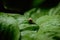 Side view of Brown snail walking on fresh green leaves with drop dew after rain. Garden snail on Cardwell lily