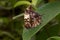 Side view of a brown and white falter with closed wings sitting on a green leaf