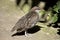 This is a side view of a buff banded rail