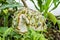 Side View Of Burst Sweetsop