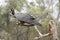 This is a side view of a bush stone curlewCarnaby`s Black Cockatoo