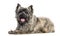 Side view of a Cairn Terrier panting, isolated