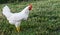 Side view of California White hen pullet