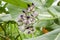 Side View Of The Calotropis Procera Sodom Apple, Dumb Cotton, King`s Crown Flowers