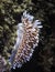 Side view of a Cape silvertip nudibranch