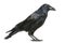 Side view of a Carrion Crow, Corvus corone, isolate