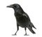 Side view of a Carrion Crow, Corvus corone, isolated