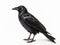 Side view of a Carrion Crow looking Corvus isolated