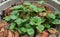 Side view of Centella asiatica plant in a plastic pot