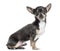 Side view of a Chihuahua, isolated