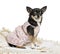 Side view of a Chihuahua wearing a lace dress, isolated