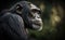 Side view of a chimpanzee in an African zoo, generative AI