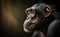 Side view of a chimpanzee in the morning, generative AI
