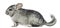 Side view of a Chinchilla, isolated