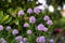 Side view of chive blossoms with a bokeh