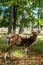 Side view of chubby Red deer looking at the camera while wandering in Danish woods