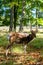 Side view of chubby Red deer wandering in Danish woods