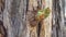 side view of a cicada emerging from its shell on a gum tree at ebor