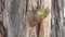 side view of a cicada emerging from its shell on a gum tree at ebor