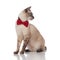 Side view of classy grey metis cat looking to side