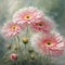 Side view of close-up corollas of pink gerberas in a light, variegated watercolor color with gradient light gray background