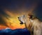 side view close up head shot of young lion roar against beautiful dusky sky and rock mountain use for natural wild life and