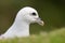 Side view close-up northern arctic fulmar fulmarus glacialis