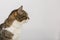 Side view close up profile portrait of funny curious striped cat looking attentive isolated on grey wall background with copy