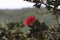 Side view close up of a red Ohia Lehua tree blossom