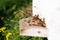 Side view of close-up swarm of honey bees carrying pollen to beehive in bright summer sunny day