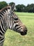 Side view close up of a zebra