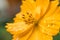 Side view of closed-up yellow flower with rain drops