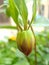 Side view and closeup of closed new bud of purple dahlia flower with green blur background.