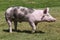 Side view closeup of a duroc breed pig on animal farm