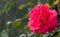 Side view closeup of Fragrant Cloud rose.