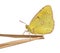 Side view of a Clouded Sulphur landed on a thin branch