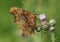 A side view of a Comma Butterfly Polygonia c-album .