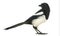 Side view of a Common Magpie looking backwards, Pica pica