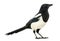 Side view of a Common Magpie, Pica pica, isolated