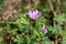 Side view of Common mallow or Malva sylvestris herb plant with closed flower buds and bright pinkish purple with dark stripes